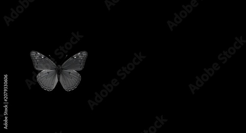 Monochrome butterfly perche...