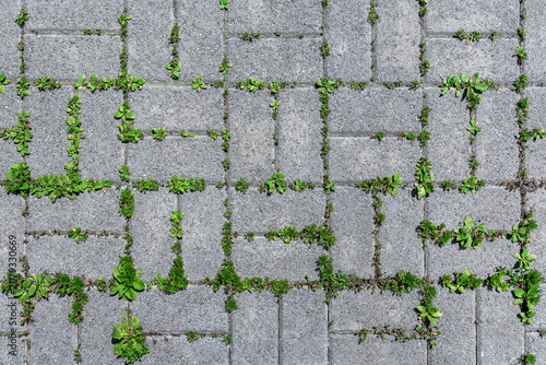 The old paving stones have grown over with grass.