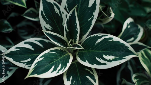 Variegated green and white ...