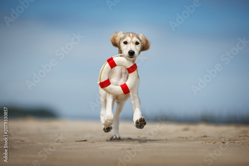funny saluki puppy running on the beach with a lifebuoy in mouth