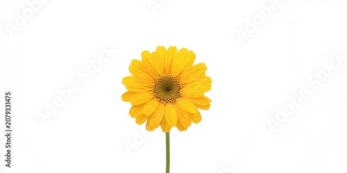 Yellow flower with a green ...