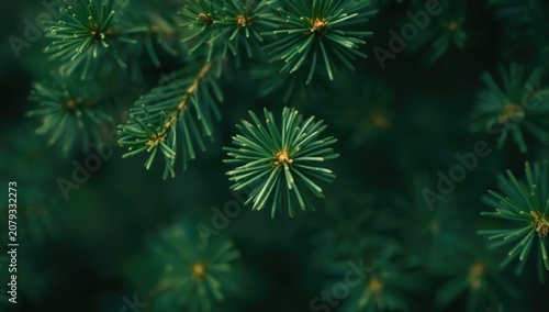 Close-up of green pine need...