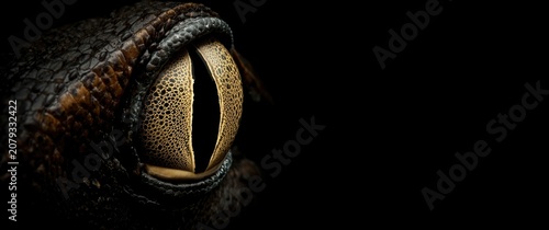 Close-up of reptile eye aga...