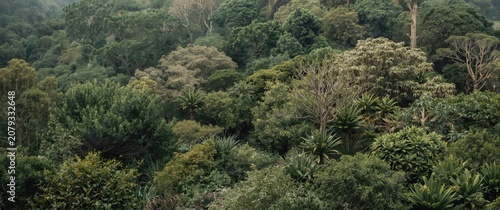Dense forest with a variety...