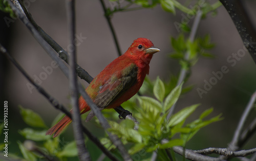 Summer tanager perched in Wisconsin