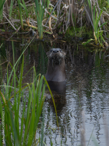 River otter emerging from wetland in wisconsin