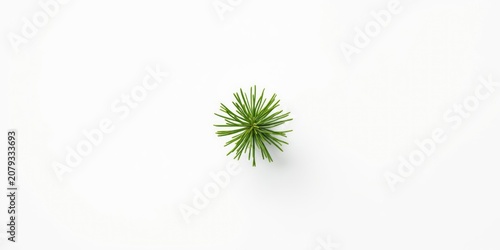 Green pine sprig on a white...