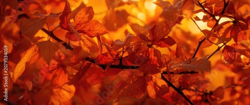 Autumn leaves against a glo...