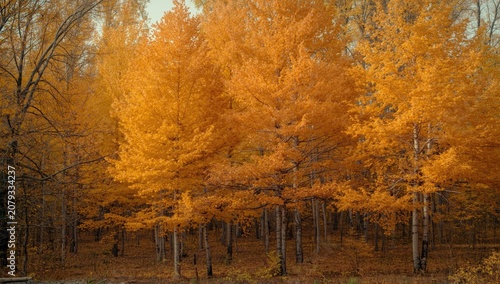 Golden autumn foliage in a ...
