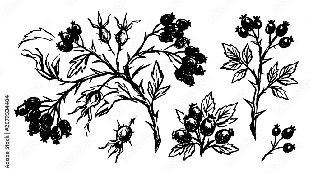 Fototapeta premium Grunge charcoal or chalk spring summer flower collection on white background