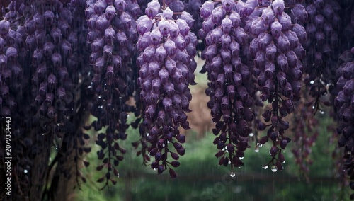 Purple wisteria flowers wit...