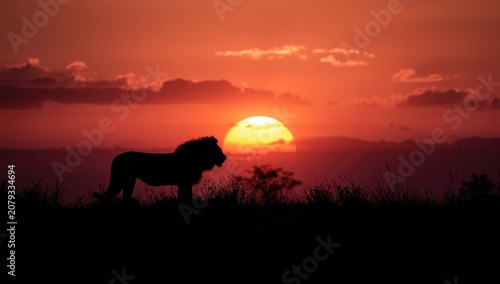 Lone lion shadow reigning o...