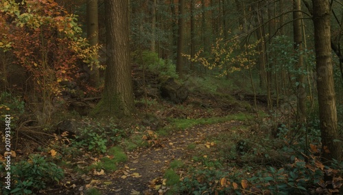 Pathway through a forest wi...