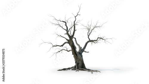 Leafless tree with twisted ...