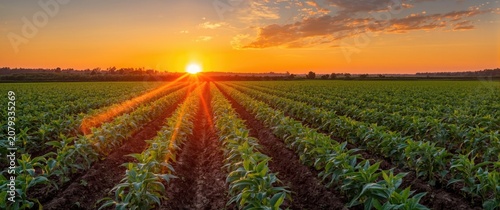 Sunset over green cornfield...