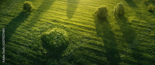 Green field with trees cast...