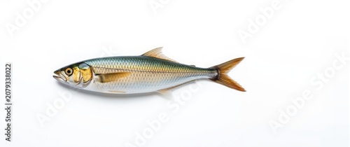 Fresh mackerel fish on a wh...