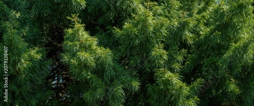 Lush green foliage of a con...