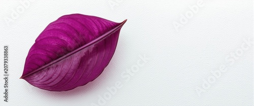 Purple leaf detail on a whi...