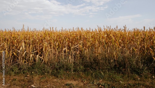 Large yellow cornfield cove...