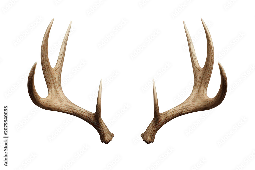 Naklejka premium Deer antlers displaying natural texture set against transparent background, symbolizing hunting, nature, and wildlife
