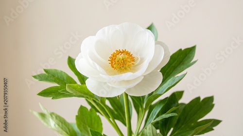 A delicate white flower with smooth curved petals and bright yellow-orange stamens, framed by green leaves, photographed against a plain background, symbolizing purity, freshness, and natural beauty.