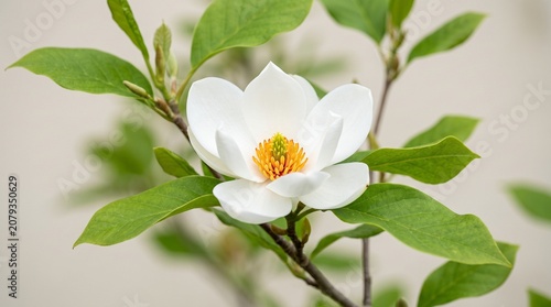 A delicate white flower with smooth curved petals and bright yellow-orange stamens, framed by green leaves, photographed against a plain background, symbolizing purity, freshness, and natural beauty.