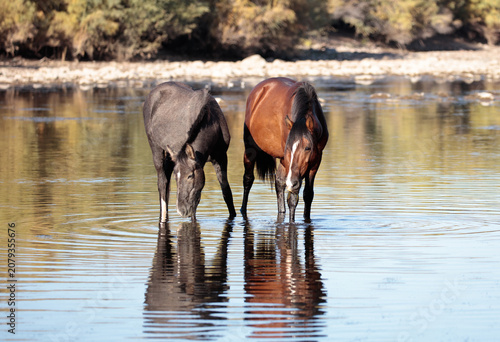 Wild salt river horses standing in the river