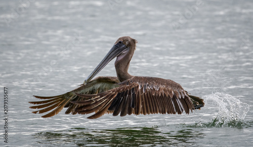 Bild auf Leinwand Brown pelican as he's taking off from the water