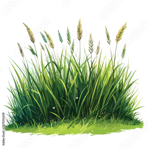 Watercolor illustration of a lush green grass tuft with wild seed heads.