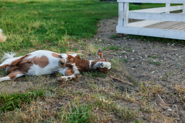 A unique photo captures a domestic goat resting comfortably upside down with its legs in the air, relaxing on a grassy and dirt area in a rural farm setting.