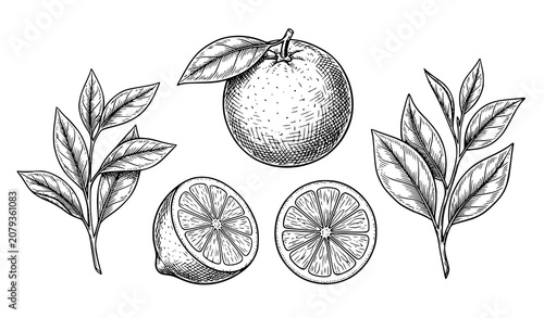 Fotografía Vintage Orange Citrus Botanical Illustration with Whole Fruit Slices Leaves and