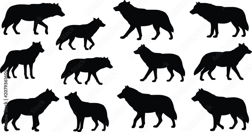 Obraz premium Collection of wolf silhouettes in walking and standing poses, wild animal vector illustration set, predator graphic design for projects