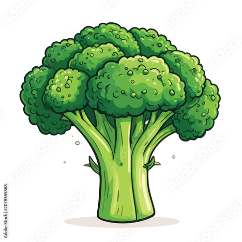 Fresh green broccoli vegetable isolated on white background.