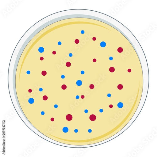Tableau sur toile E. coli and Coliform Colonies on Agar Plate Illustration