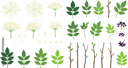 Tableau sur toile Sambucus nigra plant illustration collection featuring medicinal berry clusters