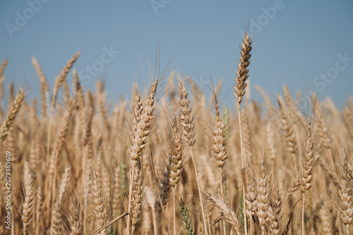 Obraz na płótnie Ripe golden wheat field ready for harvest under summer sky