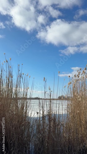 Reeds on the shore of a frozen lake, vertical video.