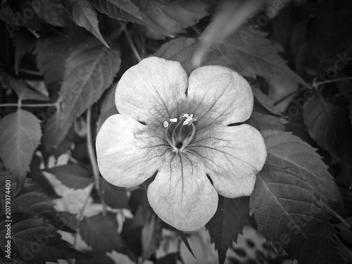delicate and monochrome five-petaled flower with the background of its foliage in the hedge