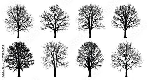 Fotografía Tree Silhouettes Collection Black Shapes On White Background