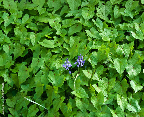two delicate little purple flowers in the middle of a lush green hedge