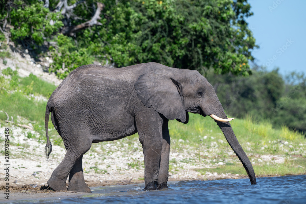 Fototapeta premium African elephant drinking from CHobe River in Chobe National Park, Botswana