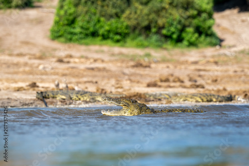 Nile crocodile in Chobe River