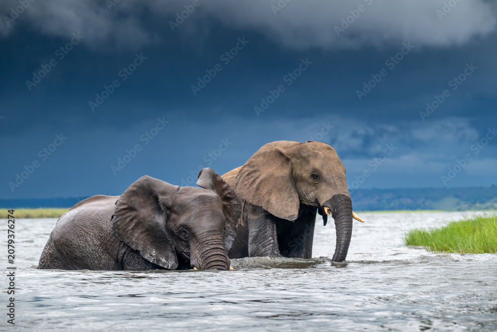 Fototapeta premium African elephants wading in the Chobe River in Chobe National Park