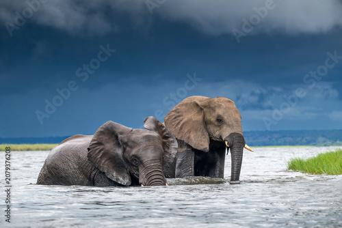 African elephants wading in the Chobe River in Chobe National Park