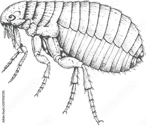 Slika na platnu Vintage Flea Insect Engraving Vector | Parasitic Bug Antique Hand Drawn Scientif