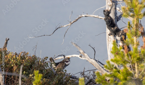 Obraz na płótnie Dusky Grouse Displaying in Springtime in Wyoming