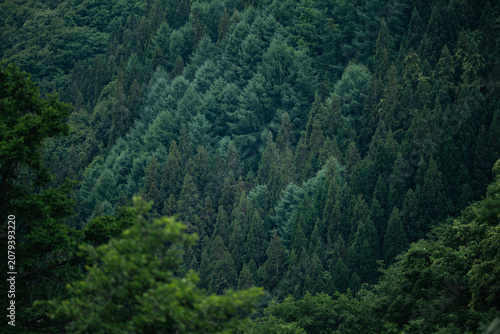 Forest conifer tree woodlan...