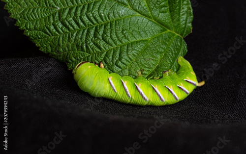 Close-up of a green hornworm caterpillar on black fabric, dramatic contrast, natural macro detail, copy space