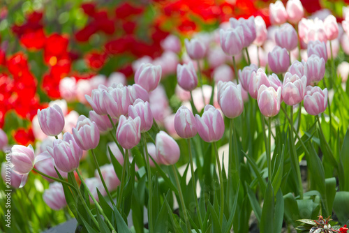 Soft Elegance: Field of Bi-Color Pink and White Tulips in Full Bloom